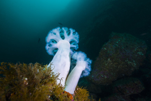 Giant plumose anemones anchor to a rock in Resurrection Bay, Alaska Poster Print by Jennifer Idol/Stocktrek Images - Item # VARPSTJDL400165U