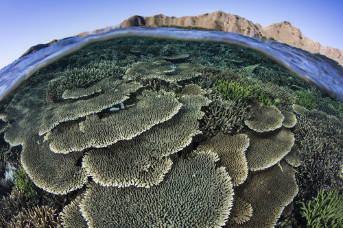 A beautiful and fragile coral reef grows in Komodo National Park, Indonesia Poster Print by Ethan Daniels/Stocktrek Images - Item # VARPSTETH401127U