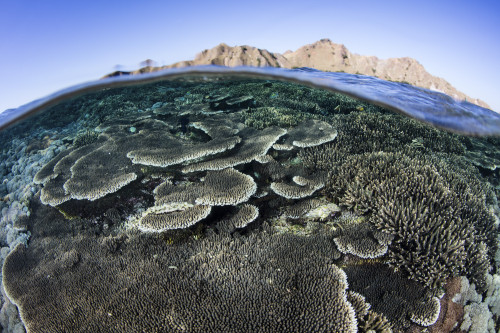 A beautiful and fragile coral reef grows in Komodo National Park, Indonesia Poster Print by Ethan Daniels/Stocktrek Images - Item # VARPSTETH401128U
