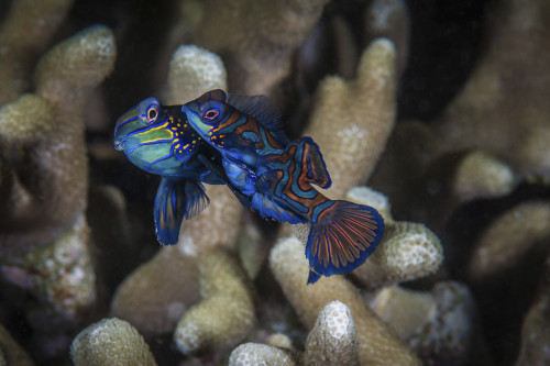 Two mandarinfish spawn and release eggs, Anilao, Philippines Poster Print by Brook Peterson/Stocktrek Images - Item # VARPSTBRP400153U