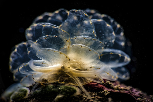 Cyerce elegans nudibranch, Tulamben, Bali, Indonesia Poster Print by Brook Peterson/Stocktrek Images - Item # VARPSTBRP400122U