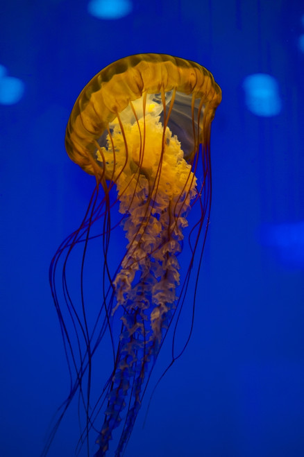 Pacific sea nettle jellyfish Poster Print by Jennifer Idol/Stocktrek Images - Item # VARPSTJDL400006U