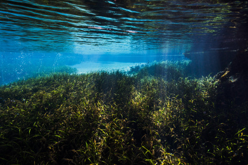 Vegetation in the spring pool at Ichetucknee Springs State Park, Florida Poster Print by Jennifer Idol/Stocktrek Images - Item # VARPSTJDL400005U