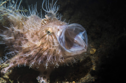 Striated hairy frogfish yawning, Anilao, Philippines Poster Print by Brook Peterson/Stocktrek Images - Item # VARPSTBRP400161U