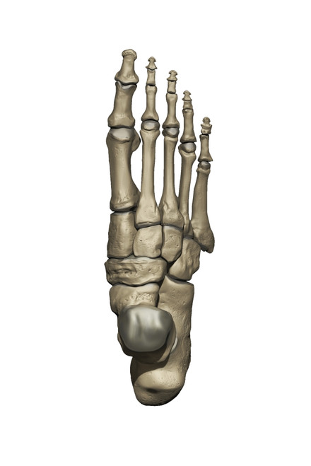 3D model of the foot depicting the dorsal bone structures Poster Print by Photon Illustration/Stocktrek Images - Item # VARPSTPHT700030H