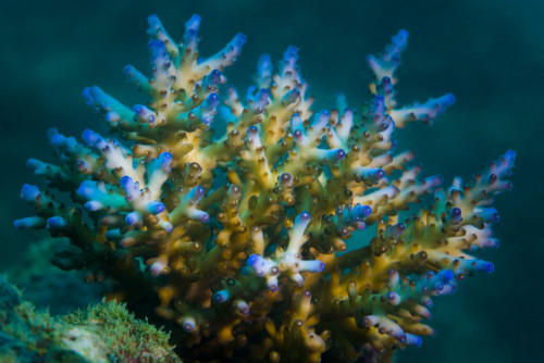Macro view of coral in Malaysia Poster Print by Jennifer Idol/Stocktrek Images - Item # VARPSTJDL400227U