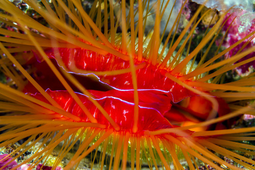 Disco clam, Bohol Sea, Philippines Poster Print by Bruce Shafer/Stocktrek Images - Item # VARPSTBRU400110U