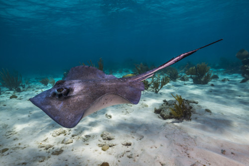 Stingrays in Grand Cayman, Cayman Islands Poster Print by Jennifer Idol/Stocktrek Images - Item # VARPSTJDL400138U
