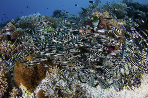 A school of striped eel catfish swarms over a reef searching for food Poster Print by Ethan Daniels/Stocktrek Images - Item # VARPSTETH401303U