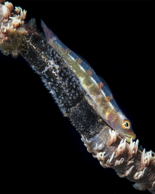 Wire coral goby with eggs in Komodo National Park, Indonesia Poster Print by Brandi Mueller/Stocktrek Images - Item # VARPSTBMU400067U