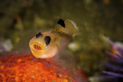 Blackeyed goby yawning, Monterey, Central California Poster Print by Brook Peterson/Stocktrek Images - Item # VARPSTBRP400007U