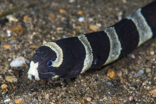 Banded sea snake, Anilao, Philippines Poster Print by Brook Peterson/Stocktrek Images - Item # VARPSTBRP400154U