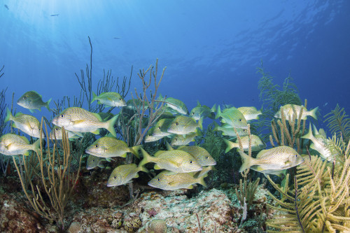 A school of fish, Grand Bahama, Bahamas Poster Print by Brook Peterson/Stocktrek Images - Item # VARPSTBRP400233U