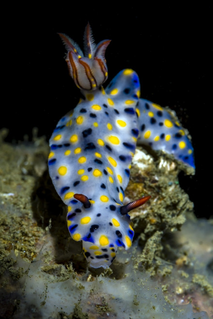 Colorful Hypselodoris nudibranch, Milne Bay, Papua New Guinea Poster Print by Bruce Shafer/Stocktrek Images - Item # VARPSTBRU400177U