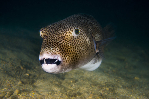 Starry puffer in Tioman Island, Malaysia Poster Print by Jennifer Idol/Stocktrek Images - Item # VARPSTJDL400222U