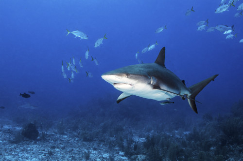 A Caribbean reef shark and a school of fish, Grand Cayman, Cayman Islands Poster Print by Brook Peterson/Stocktrek Images - Item # VARPSTBRP400226U