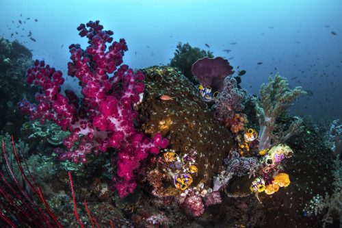 Soft and hard coral on a reef, Raja Ampat, Indonesia Poster Print by Brook Peterson/Stocktrek Images - Item # VARPSTBRP400086U
