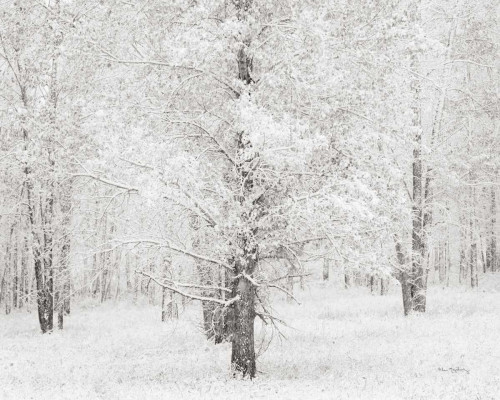 Snow Covered Cottonwood Trees Poster Print by Alan Majchrowicz - Item # VARPDX29611