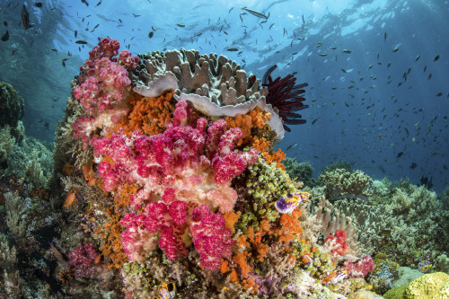 Fish and soft corals on a reef, Raja Ampat, Indonesia Poster Print by Brook Peterson/Stocktrek Images - Item # VARPSTBRP400069U