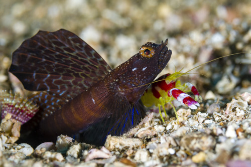 Randall's shrimp with a magnificent shrimp goby, Anilao, Philippines Poster Print by Bruce Shafer/Stocktrek Images - Item # VARPSTBRU400027U