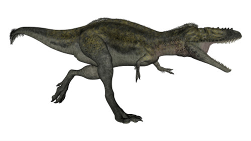 Alioramus dinosaur, white background Poster Print by Elena Duvernay/Stocktrek Images - Item # VARPSTEDV600417P