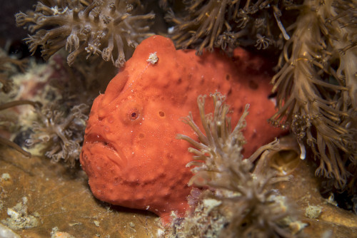 Frogfish in the Philippines Poster Print by Brandi Mueller/Stocktrek Images - Item # VARPSTBMU400249U Frogfish in the Philippines Poster Print by Brandi Mueller/Stocktrek Images - Item # VARPSTBMU400249U
