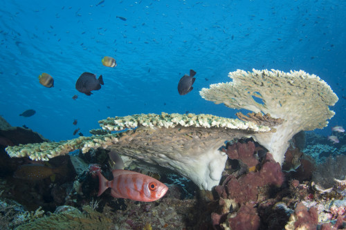 Soldierfish on the reef in Komodo National Park, Indonesia Poster Print by Brandi Mueller/Stocktrek Images - Item # VARPSTBMU400095U Soldierfish on the reef in Komodo National Park, Indonesia Poster Print by Brandi Mueller/Stocktrek Images - Item # VARPSTBMU400095U