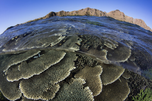 A beautiful and fragile coral reef grows in Komodo National Park, Indonesia Poster Print by Ethan Daniels/Stocktrek Images - Item # VARPSTETH401126U