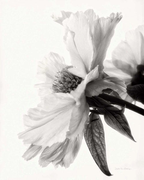 Translucent Peony IVBW Poster Print by Debra Van Swearingen - Item # VARPDX32217HR