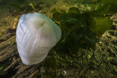 Giant plumose anemone Puget Sound, Washington Poster Print by Jennifer Idol/Stocktrek Images - Item # VARPSTJDL400069U