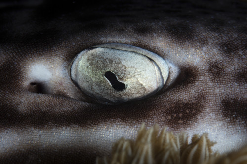 A coral catshark rests on the seafloor in Komodo National Park, Indonesia Poster Print by Ethan Daniels/Stocktrek Images - Item # VARPSTETH401144U