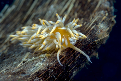 Caloria nudibranch, Milne Bay, Papua New Guinea Poster Print by Bruce Shafer/Stocktrek Images - Item # VARPSTBRU400140U