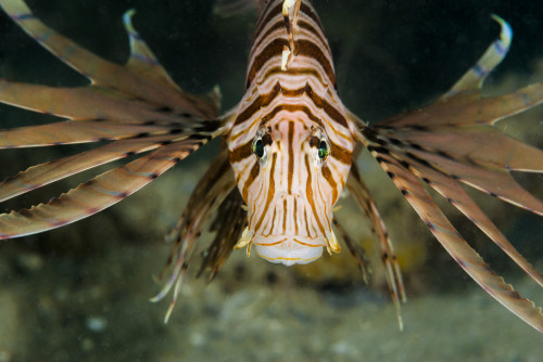 Red lionfish in Malaysia Poster Print by Jennifer Idol/Stocktrek Images - Item # VARPSTJDL400233U