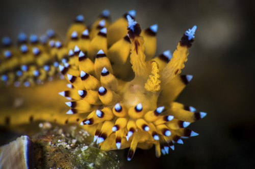 Janolus nudibranch, Anilao, Philippines Poster Print by Brook Peterson/Stocktrek Images - Item # VARPSTBRP400157U