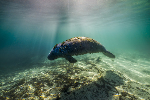 Manatee in Crystal River, Florida Poster Print by Jennifer Idol/Stocktrek Images - Item # VARPSTJDL400178U