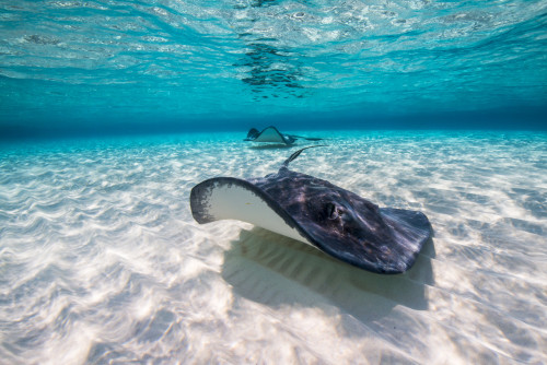 Southern stingrays on the sandbar in Grand Cayman, Cayman Islands Poster Print by Jennifer Idol/Stocktrek Images - Item # VARPSTJDL400152U Southern stingrays on the sandbar in Grand Cayman, Cayman Islands Poster Print by Jennifer Idol/Stocktrek Images - Item # VARPSTJDL400152U