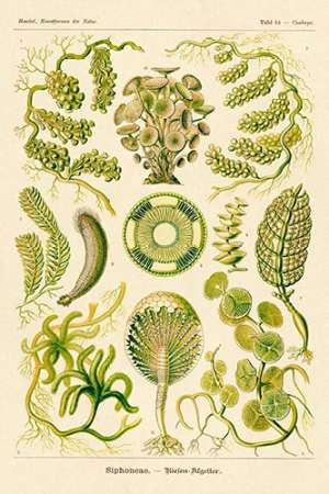 Haeckel Nature Illustrations: Siphoneae Hydrozoa Poster Print by Ernst Haeckel - Item # VARPDX449729