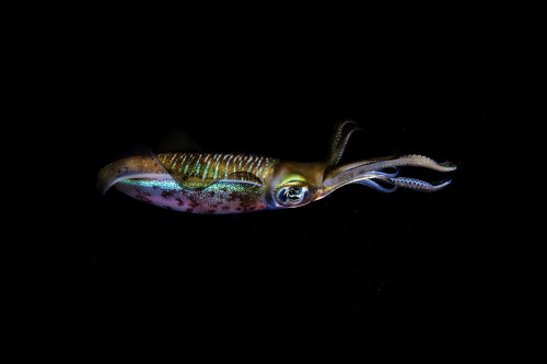 A bigfin reef squid off the coast of Komodo Island in Komodo National Park Poster Print by Ethan Daniels/Stocktrek Images - Item # VARPSTETH401164U