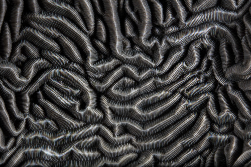 Detail of a beautiful reef-building coral growing on a reef Poster Print by Ethan Daniels/Stocktrek Images - Item # VARPSTETH401212U