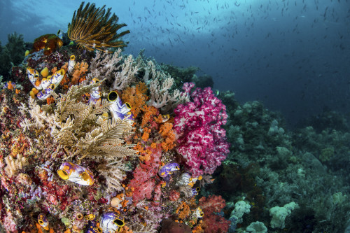 A colorful coral reef with fish, Raja Ampat, Indonesia Poster Print by Brook Peterson/Stocktrek Images - Item # VARPSTBRP400099U