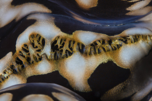 Detail of a colorful giant clam growing on a reef Poster Print by Ethan Daniels/Stocktrek Images - Item # VARPSTETH401207U