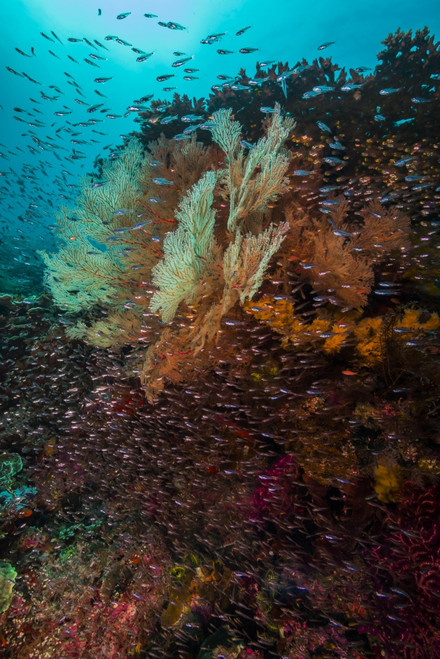Coral reef in Raja Ampat, Indonesia Poster Print by Jennifer Idol/Stocktrek Images - Item # VARPSTJDL400272U