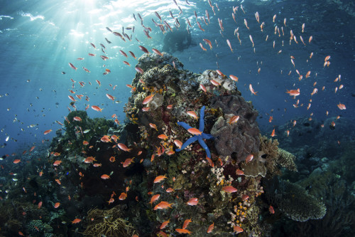 Reef fish swimming above a coral reef in the Lesser Sunda Islands of Indonesia Poster Print by Ethan Daniels/Stocktrek Images - Item # VARPSTETH401289U