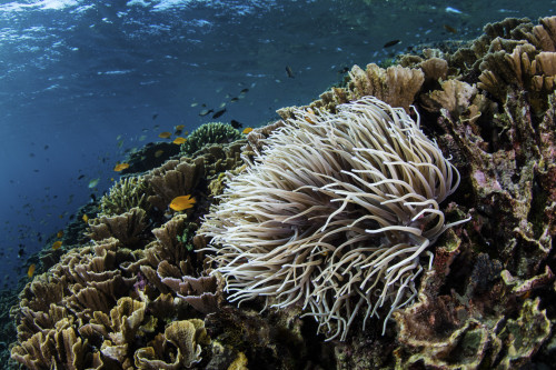 An anemone grows on a fragile reef in Komodo National Park, Indonesia Poster Print by Ethan Daniels/Stocktrek Images - Item # VARPSTETH401130U