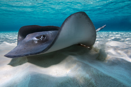 Southern stingrays on the sandbar in Grand Cayman, Cayman Islands Poster Print by Jennifer Idol/Stocktrek Images - Item # VARPSTJDL400132U Southern stingrays on the sandbar in Grand Cayman, Cayman Islands Poster Print by Jennifer Idol/Stocktrek Images - Item # VARPSTJDL400132U