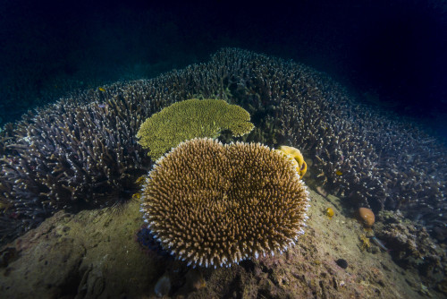 Coral reef in Malaysia Poster Print by Jennifer Idol/Stocktrek Images - Item # VARPSTJDL400243U