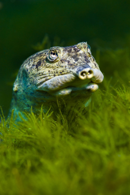 Softshell turtles inhabit Balmorhea Springs in west Texas Poster Print by Jennifer Idol/Stocktrek Images - Item # VARPSTJDL400090U Softshell turtles inhabit Balmorhea Springs in west Texas Poster Print by Jennifer Idol/Stocktrek Images - Item # VARPSTJDL400090U