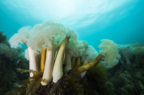 Giant plumose anemones in Prince William Sound, Alaska Poster Print by Jennifer Idol/Stocktrek Images - Item # VARPSTJDL400303U
