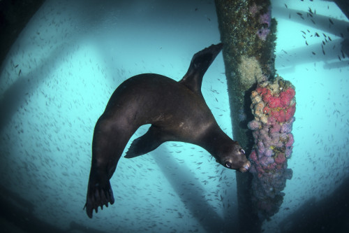 A sea lion poses under an oil rig platform in Southern California Poster Print by Brook Peterson/Stocktrek Images - Item # VARPSTBRP400191U