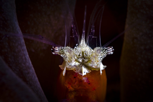 Headshot of a mushroom coral shrimp with detail, Anilao, Philippines Poster Print by Bruce Shafer/Stocktrek Images - Item # VARPSTBRU400013U